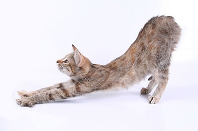 Wie Lange Sind Weibliche Katzen Rollig