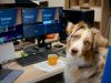 Tierische Arbeitsbegleiter: Wie Haustiere das Arbeitsumfeld positiv beeinflussen können