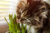 Katzenminze - Wirkung, Pflege und Tipps