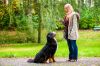 Die Top Tipps für die Hundeerziehung