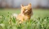Katzenfutter: Worauf ist bei den Inhaltsstoffen zu achten?