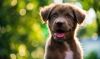 BARF Hundefutter – Die besten Tipps