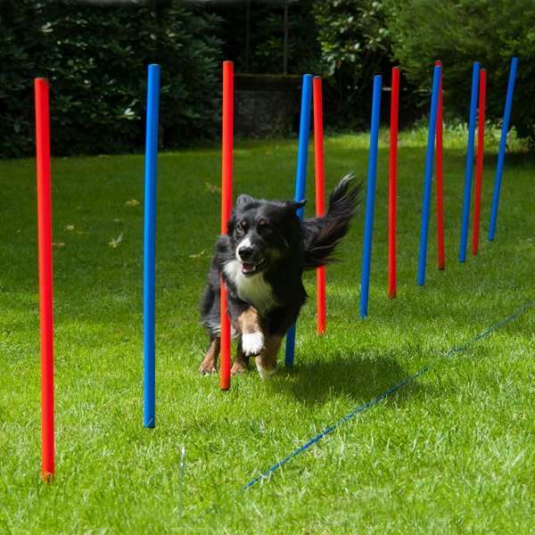 Dog Agility Slalom | & Training | McZoo.de