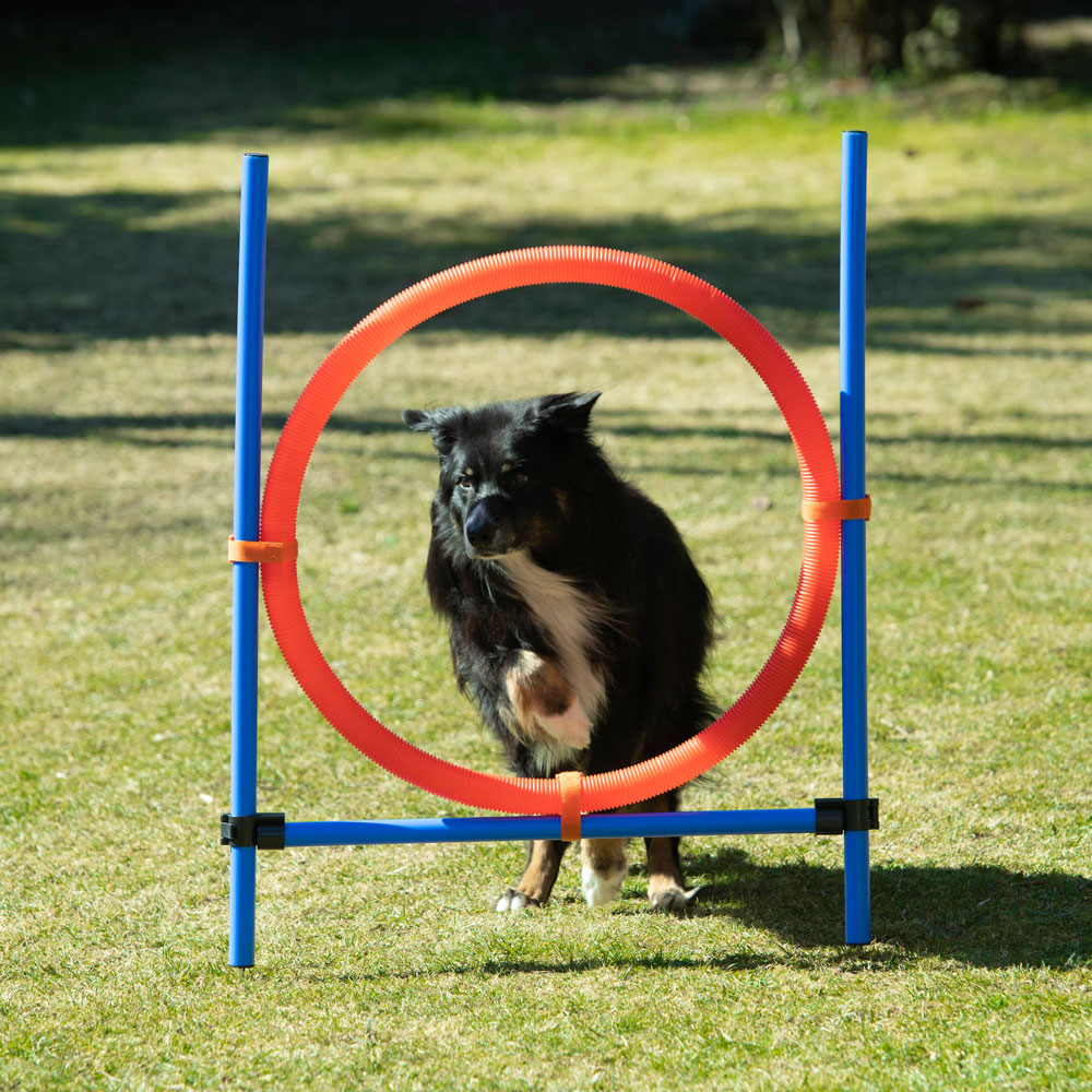 Dog Agility Sprungring - Groß (70cm) 