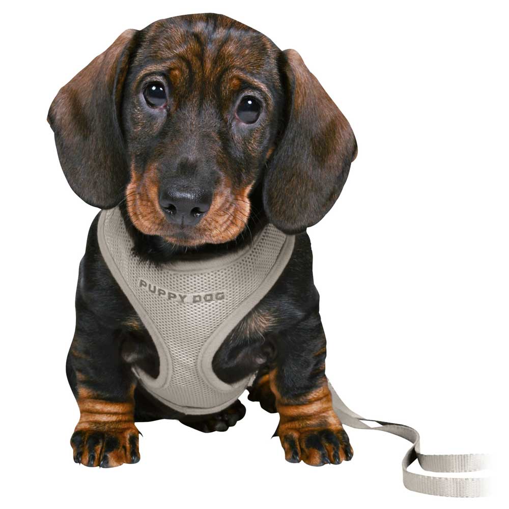 Trixie Junior Welpen-Softgeschirr mit Leine hellgrau
