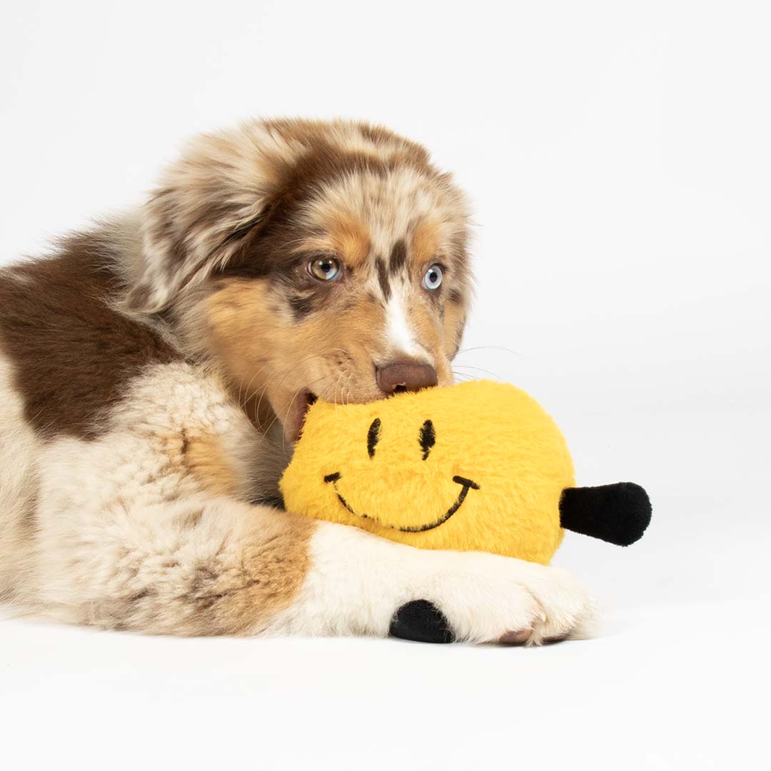 Coockoo Hundespielzeug Bouncy Buddy - gelb 