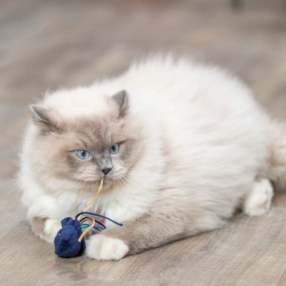 Trixie Katzenspielzeug Meerestiere 