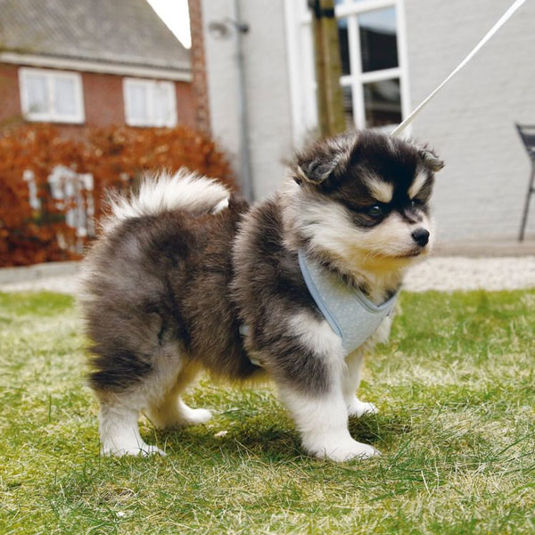 Beeztees Puppy Welpengeschirr 