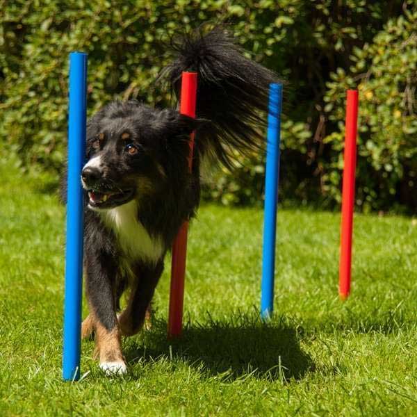 Dog Agility Set K2 PRO 