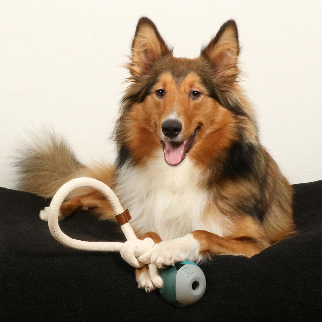 D&D Hundespielzeug Nora - lagoon 