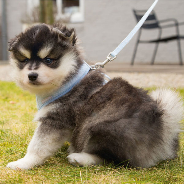 Beeztees Puppy Welpengeschirr 
