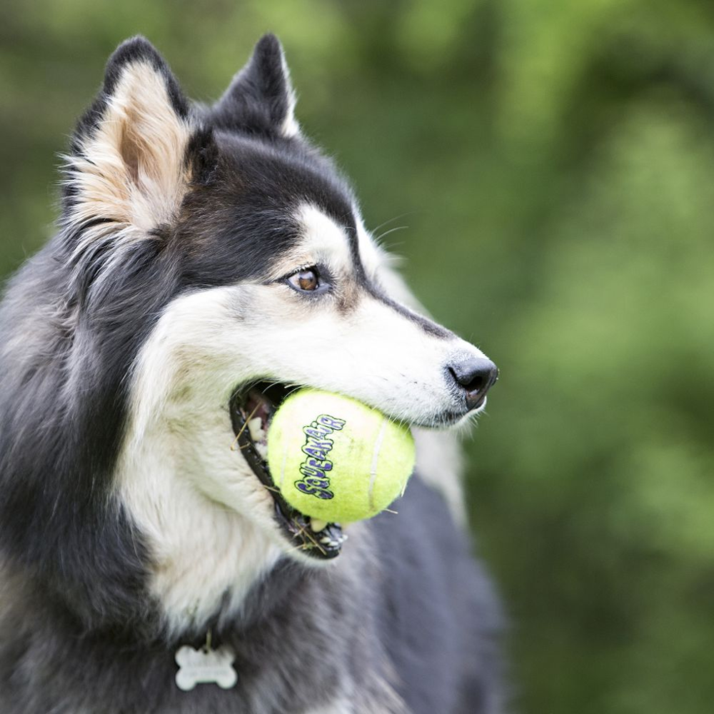 Air KONG Squeakair Tennis Balls Gr. M 