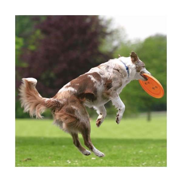 Trixie Dog Disc Frisbee bissfest - 23 cm 