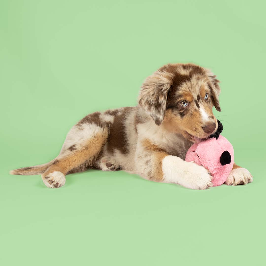Coockoo Hundespielzeug Bouncy Buddy - rosa 