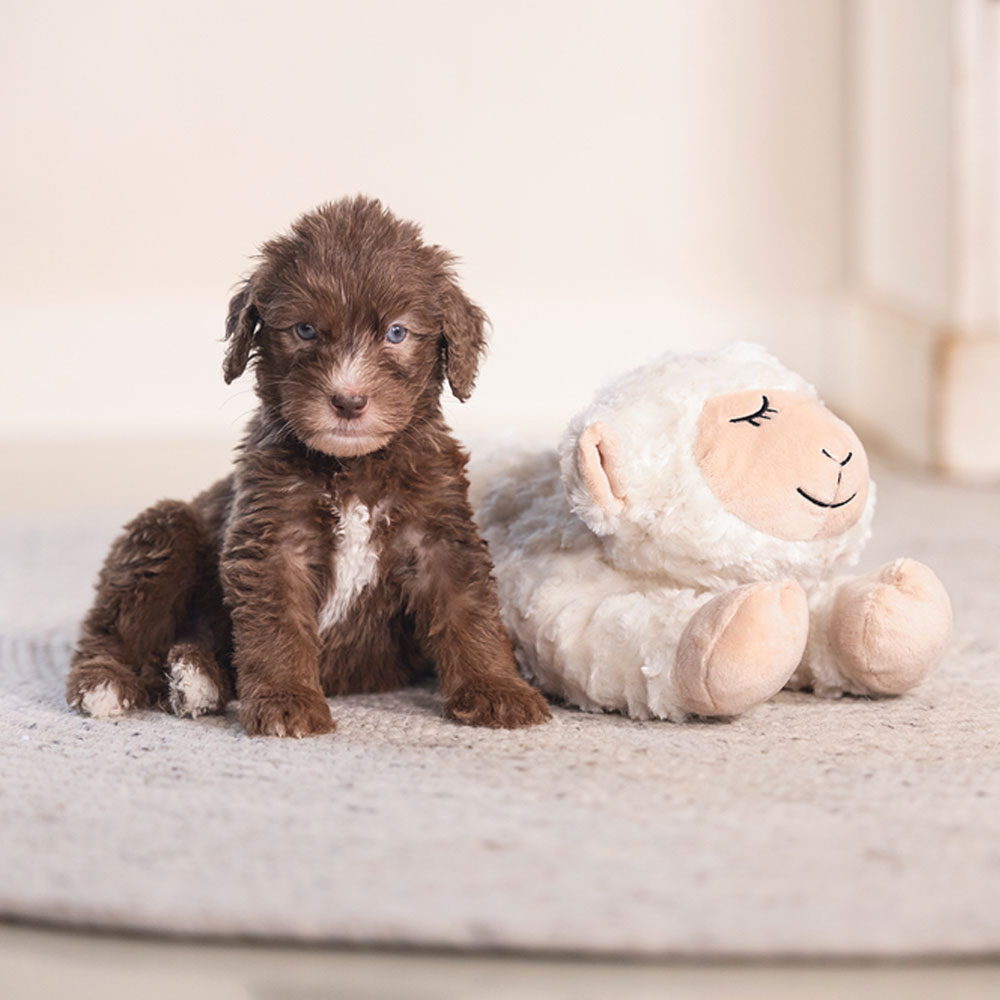 Beeztees Puppy Kuschelspielzeug Bowi 