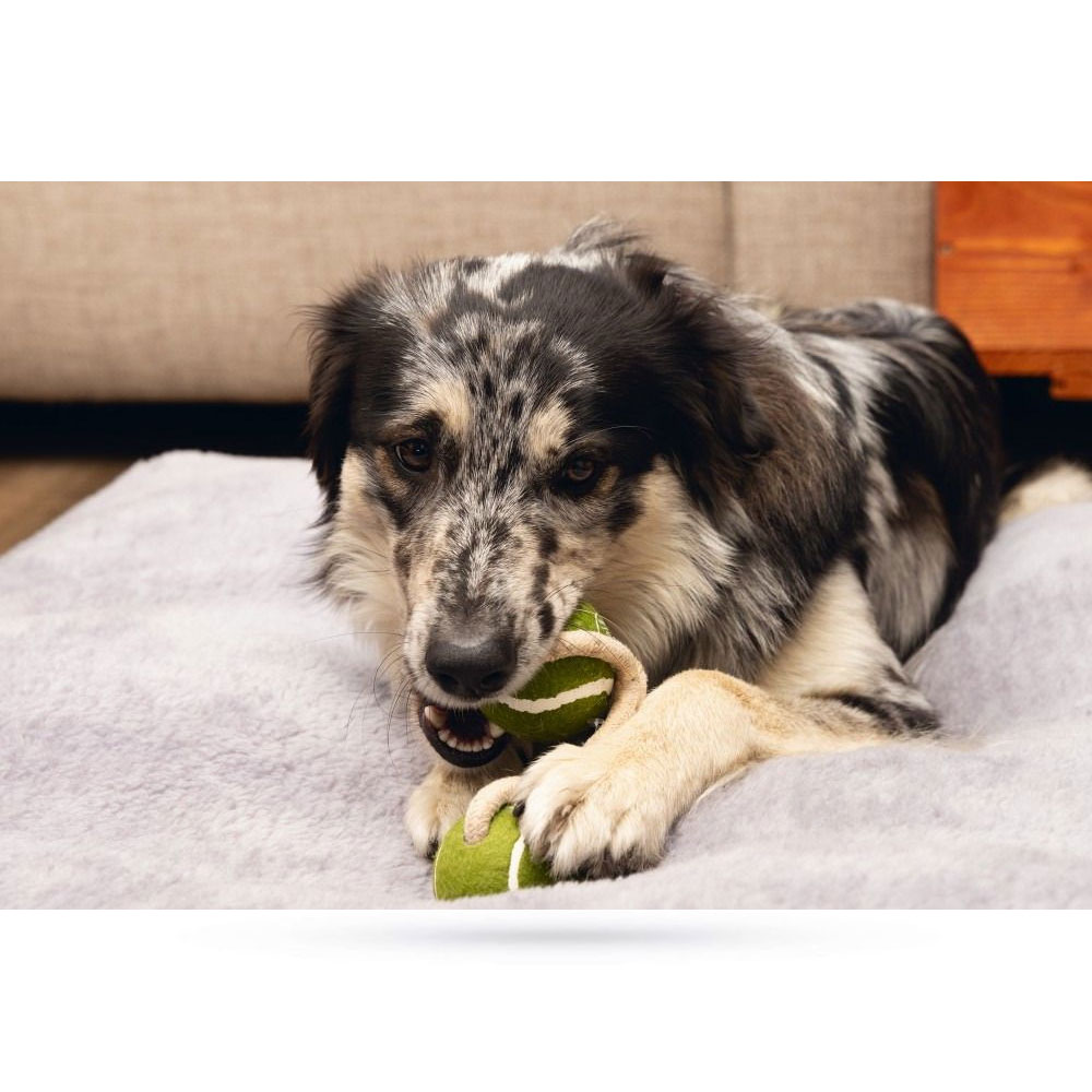 Beeztees Minus One Hundespielzeug Tennisbälle mit Seil 