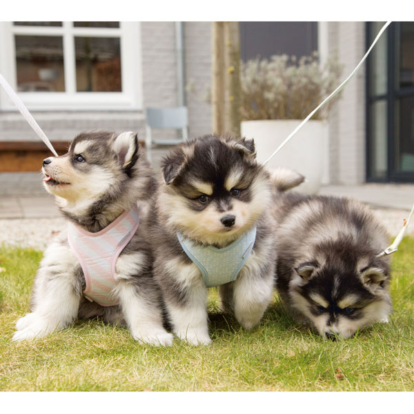 Beeztees Puppy Welpengeschirr 