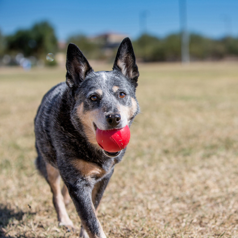 KONG Ball - rot Medium/Large