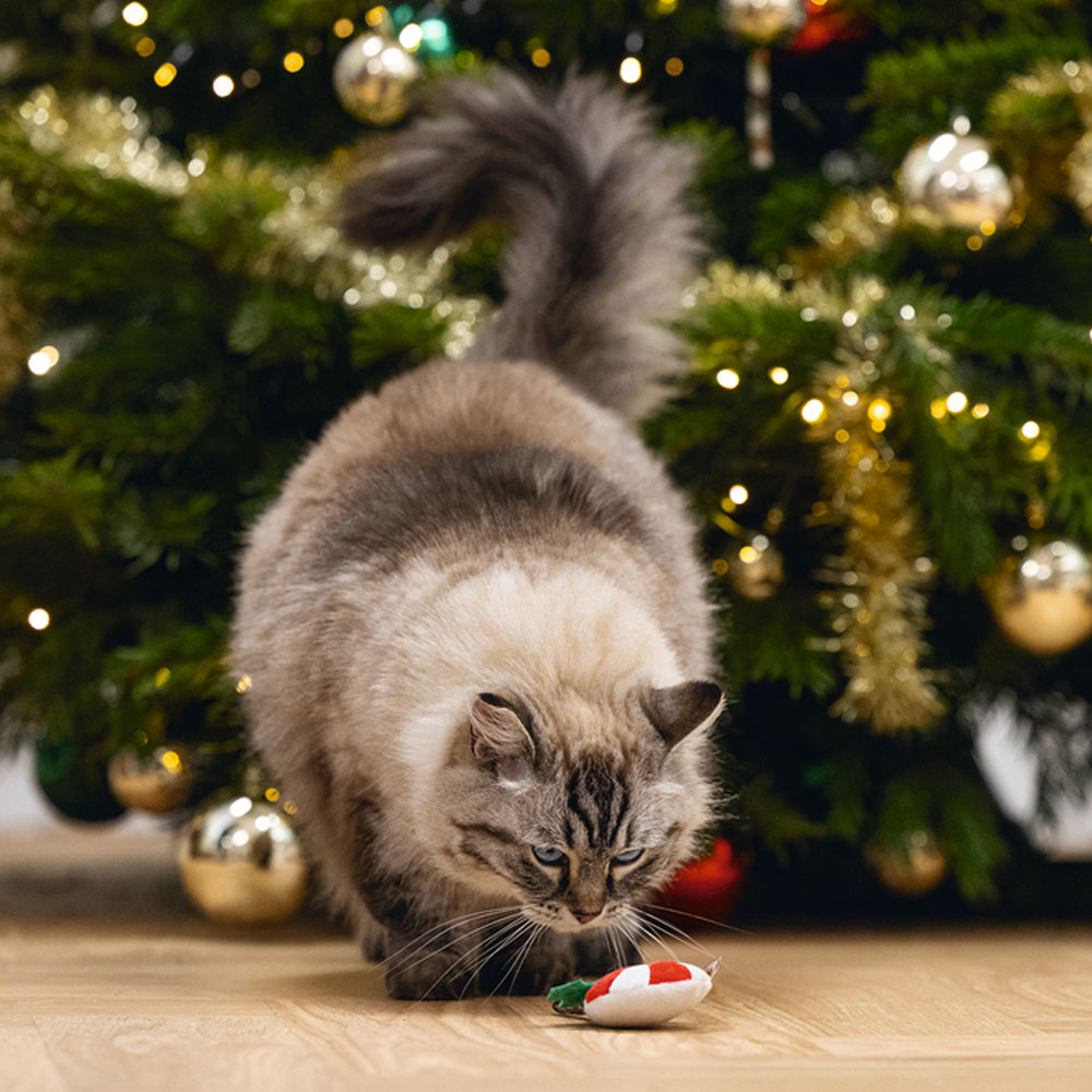 Beeztees Xmas Katzenspielzeug Matatabi-Lollipop 