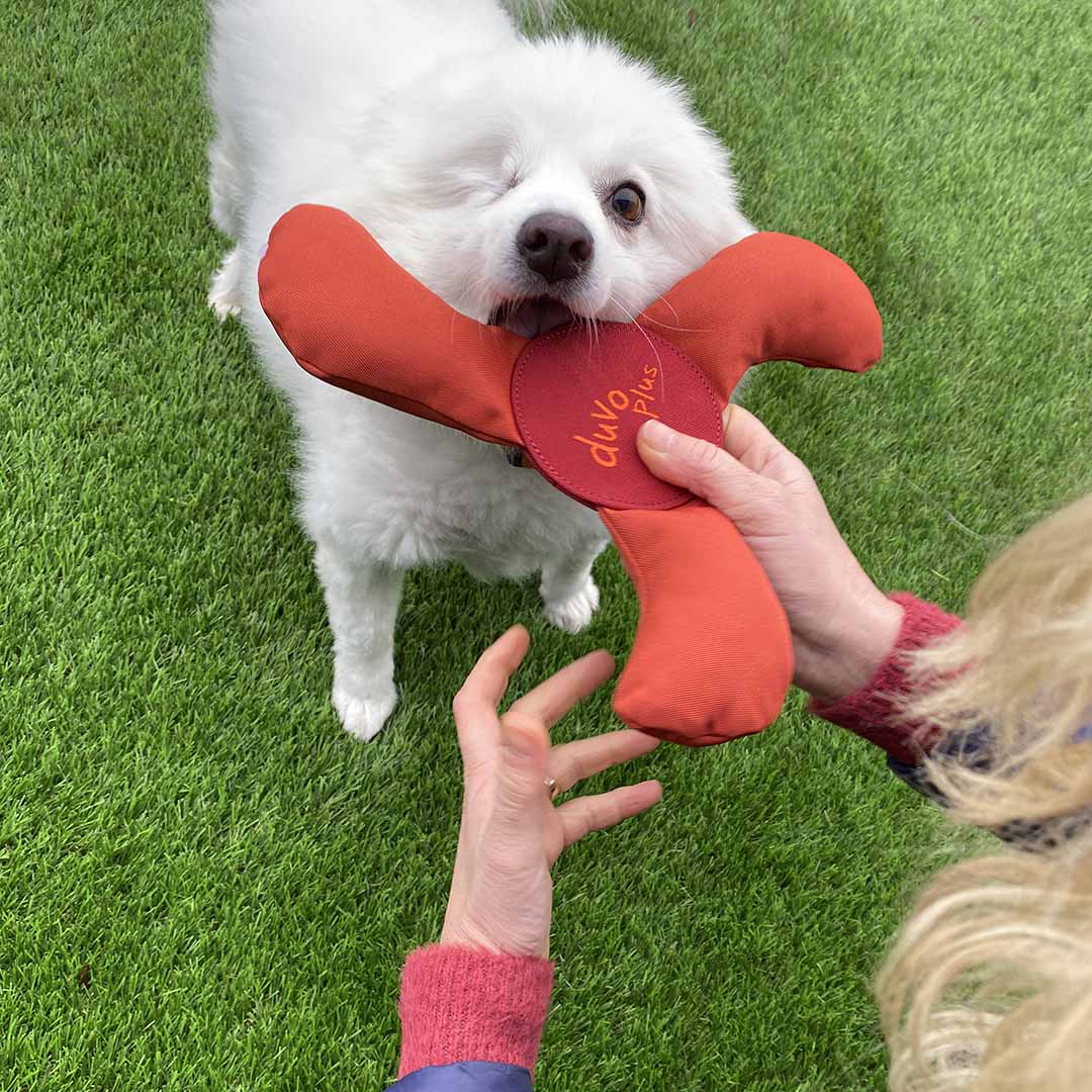 Duvoplus Hundespielzeug Trail Paw Propeller - orange 