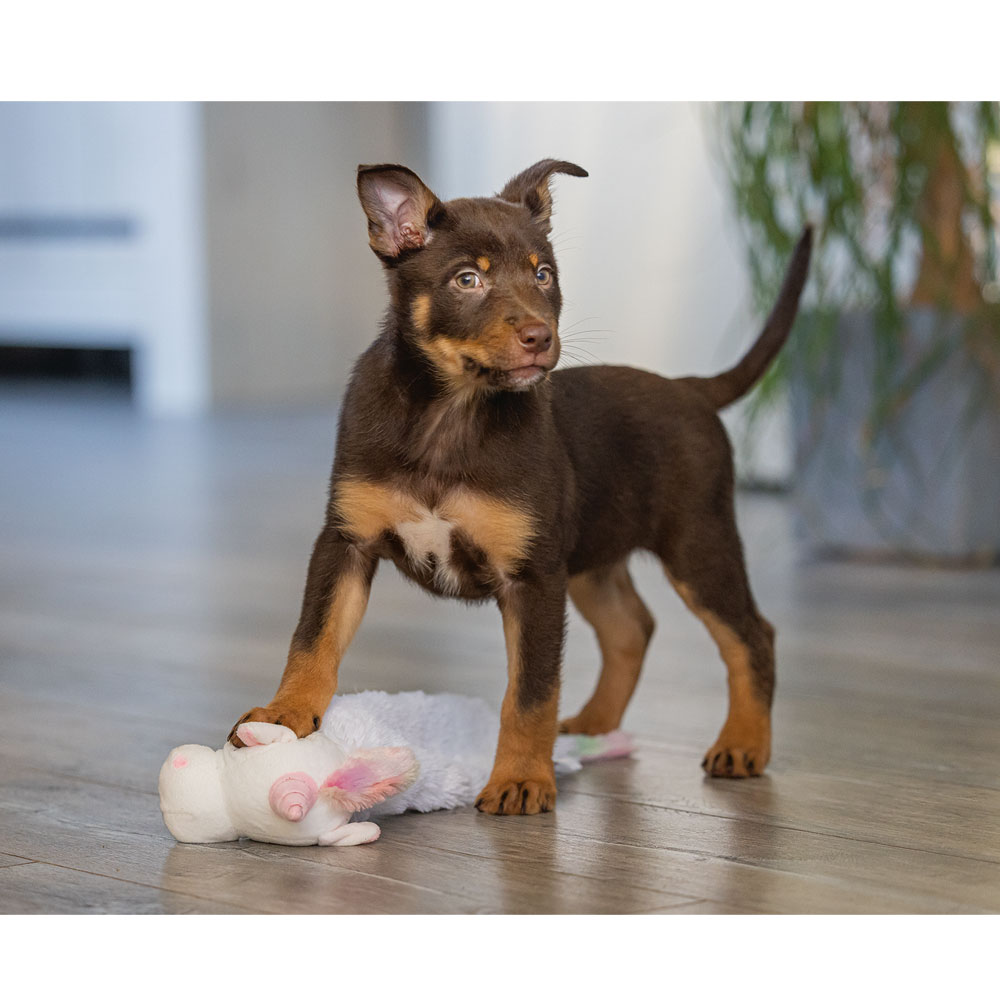 Beeztees Puppy Flatino Einhorn Lo 