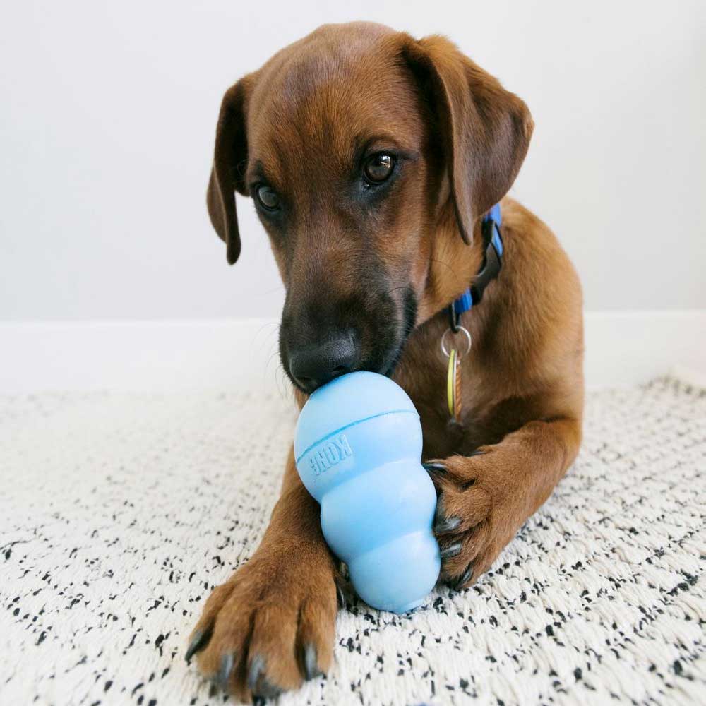 KONG Puppy S