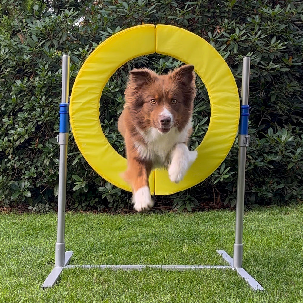 PROCYON Dog Agility Profi Sprungring FCI konform 